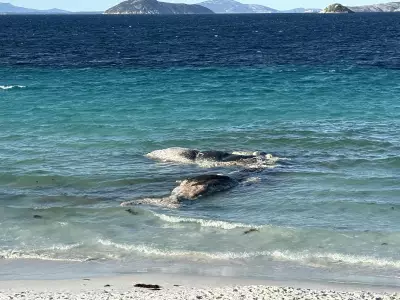 Goode Beach Closed as Great White Sharks Attracted by Decaying Whale Carcass