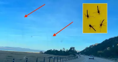 Lake George Midge Swarms Suspected in Smoke Column Mystery
