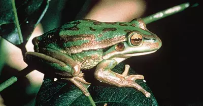 Newcastle Uni's Rapid Chytrid Test Targets Deadly Frog Fungus