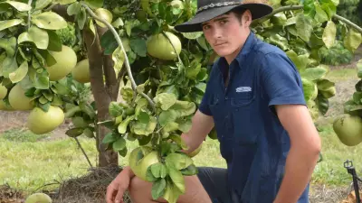 Queensland Farmers Struggle as Cheap Vietnamese Pomelos Flood Market
