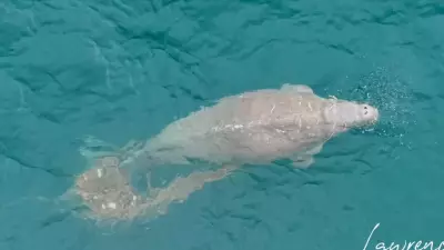 Race Against Rising Tide to Free Dugong Trapped in Ghost Net Off Coast