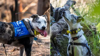 Search for Bear's Successor: New Koala Detection Dog Needed