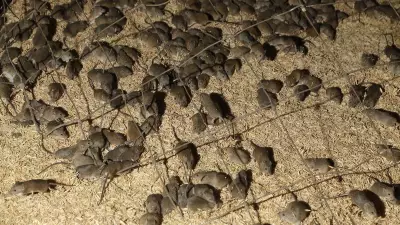 WA Mouse Plague Horror Stories Emerge as Infestation Worsens
