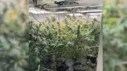 15 Charged in Major Cairns Drug Crackdown Seizures