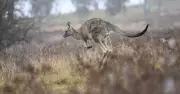 ACT Kangaroo Cull Practices Shock Residents: Letters Highlight Concerns