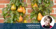 Adapting Canberra Gardens to Warmer Winters: Expert Tips