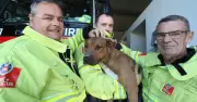 Albion Park Firefighters Rescue Dog Trapped Between Two Walls