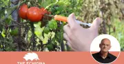 Australia Approves Genetically Modified Purple Tomato for Sale