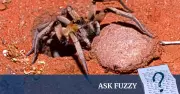Barbara York Main: The Spider Woman Who Loved Tarantulas