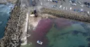 Bellambi Beach Whale Carcass Hacked, Sharks Swarm in Feeding Frenzy