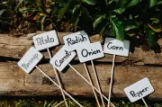 Best Potting Mix for Winter Vegetables: Expert Tips for Healthy Growth