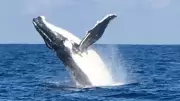 Boaters Warned to Stay Clear of Whales as Threatened Species Returns