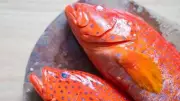 Ciguatera Warning Issued After Poisoning Cases in Cassowary Coast