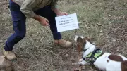 Cook Shire Council Uses Sniffer Dog to Find Costly Underground Leaks