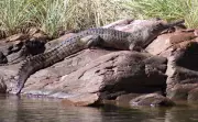 Crocodile Attack at Lake Argyle Leaves Man Injured
