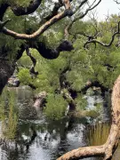 Discover Australia's Hidden Gems with Sabrina Hahn's Garden Tours