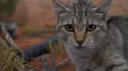 EPA approves Covalent's plan to cull feral cats and foxes for lithium mine