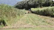 First Bana Grass Harvest Brings Hope to Mossman Farmers