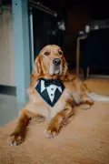 Fur Baby Steals Spotlight at Pickering Brook Wedding Ceremony