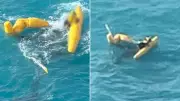 Helicopter passengers urged to consider underwater escape training after crash