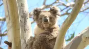 Koalas Triple Along Moorabool River After Major Revegetation Effort