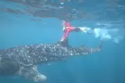 Murdoch Study Finds Drones Do Not Disturb Whale Sharks at Ningaloo Reef