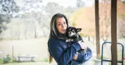 Tiny Chihuahua Survives Canberra's Busy Roads After Being Hit by Car