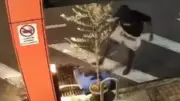 Townsville Eatery Balabite Hit by Wave of Theft and Vandalism