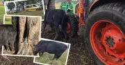 Trapped heifer rescue: Rescuer injured in dramatic Hunter Valley op