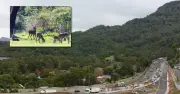 UOW Resumes Deer Shooting on Campus Land Amid Safety Concerns