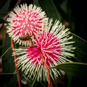 WA Beekeeper Produces Honey More Potent Than Manuka, Sells for $300/kg