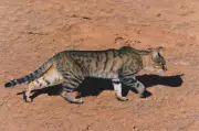 Winter Blitz Planned to Eradicate Feral Cats from Kangaroo Island