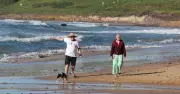 Wollongong Council Abandons Proposed Dog Beach Rule Changes