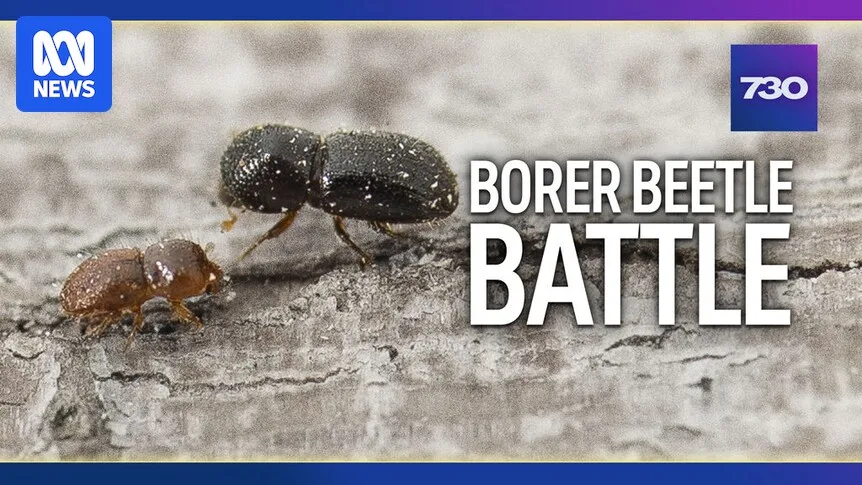 WA Abandons Eradication of Tree-Killing Beetle After $57 Million Battle