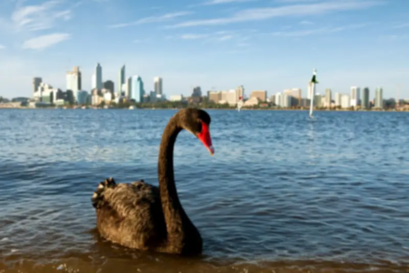 150+ Australian bird species at very high risk from H5N1 bird flu