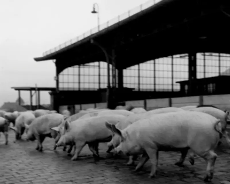 1951 Diary: Animals Left to Wither Outside Inadequate Slaughterhouses