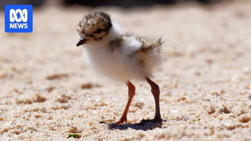 Victorian Dog Owners Face $4,000 Fines for Disturbing Hooded Plovers
