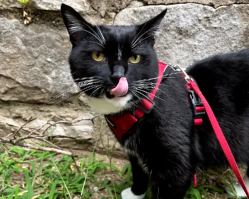 6 Expert Tips to Improve Your Cat's Health and Happiness