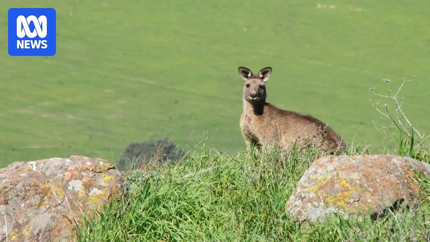ACT Kangaroo Cull to Proceed After Tribunal Rejects Challenge