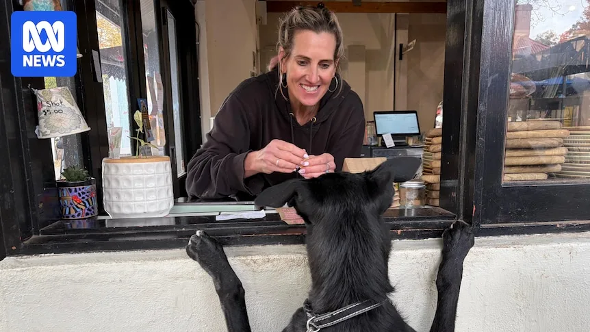 Adelaide Hills Cafe Faces Fine Over Dog Policy After Single Complaint
