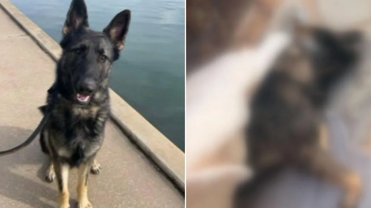 Adelaide Mother's Dog Poisoned in Suspected Revenge Attack