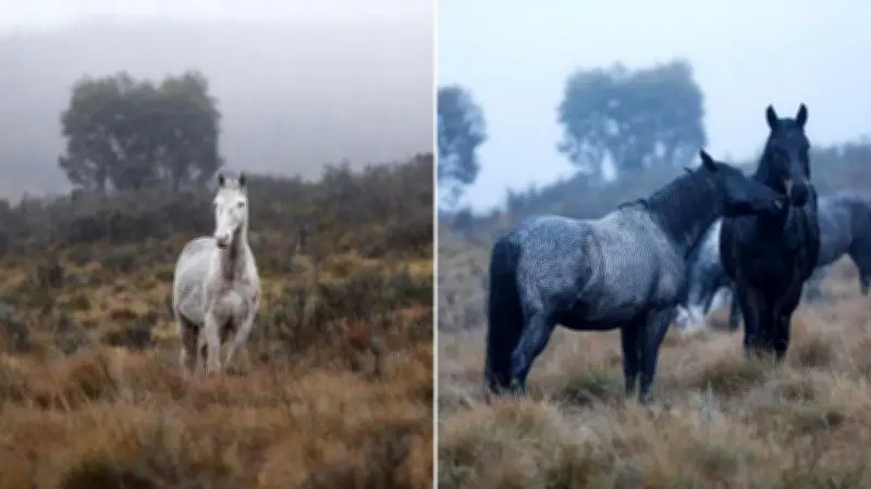 Aerial culling of brumbies resumes in Snowy Mountains amid controversy