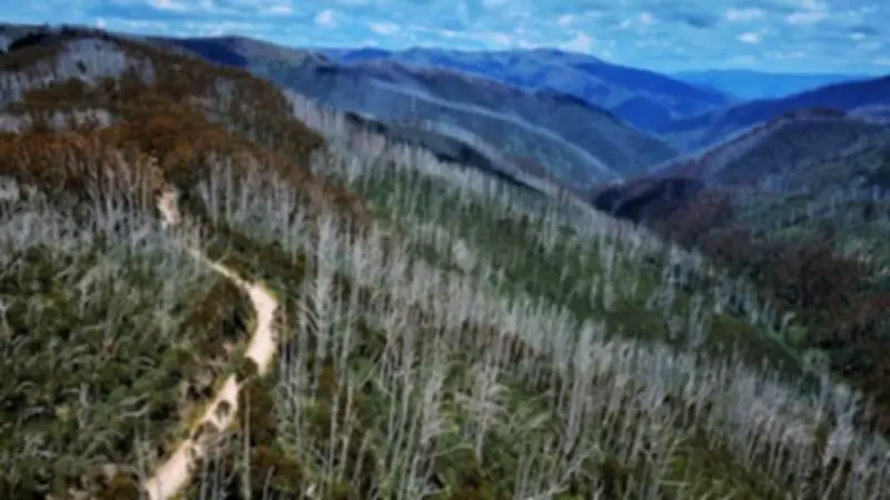 Alpine Ash Forests Face 65% Decline: New Study Urges Targeted Action