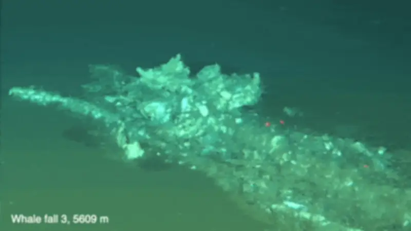 Ancient Whale Graveyard Discovered in Indian Ocean Deep