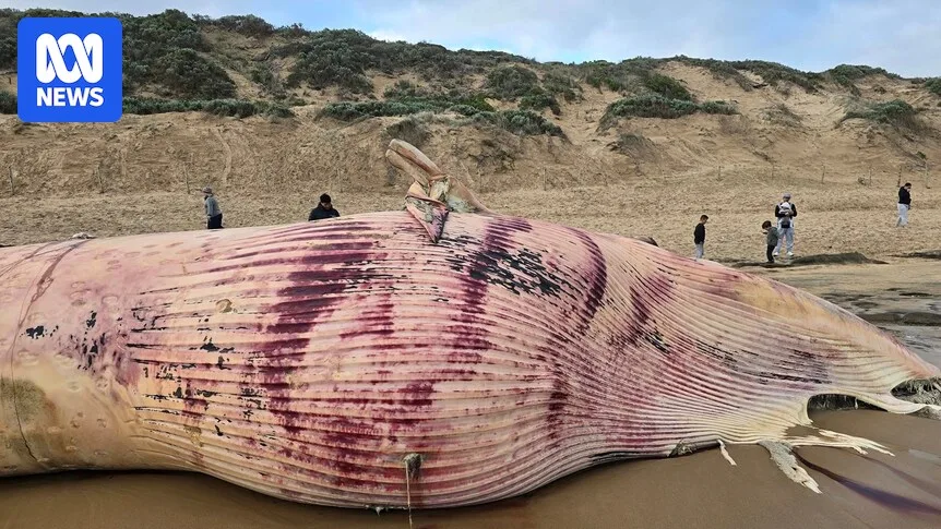 16-Tonne Fin Whale Carcass to Be Removed from Victorian Beach After Three Weeks