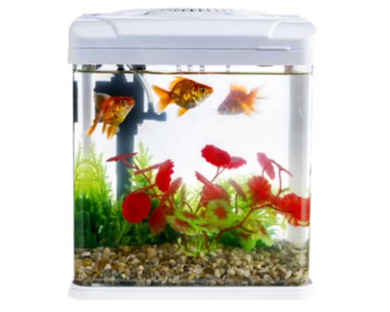 Aquarium Water as Plant Fertilizer: A Useful Houseplant Hack