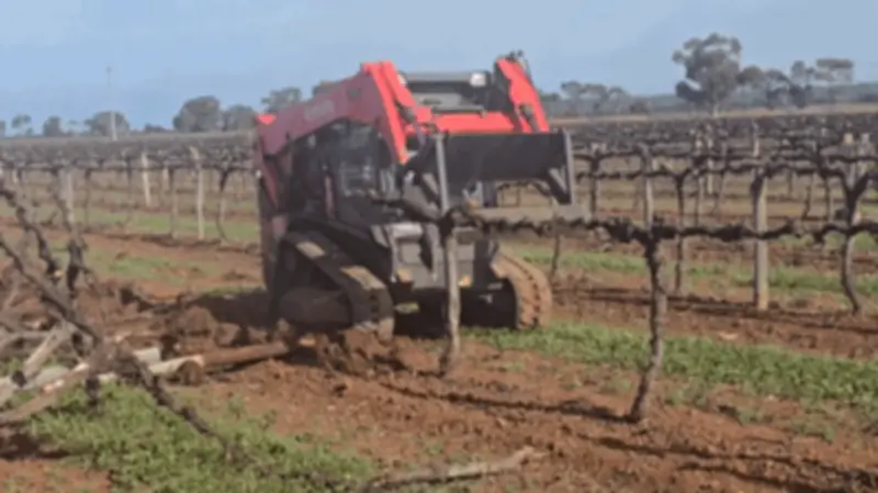 Australian Wine Industry in Crisis as Growers Rip Out Vines