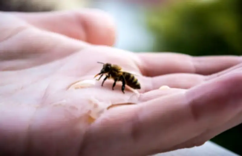 Australia’s $100M Varroa Mite Battle: What’s Next After Treatment Failures?