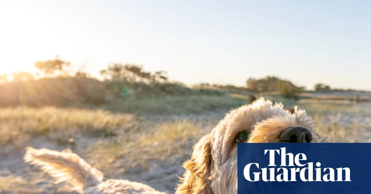 Oodles of Lucys: Survey Reveals Australia’s Most Popular Dog Breeds and Names for 2025