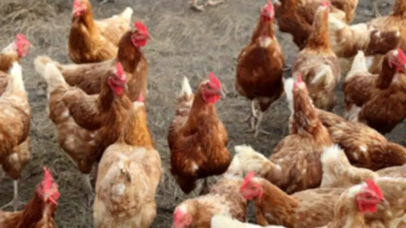 Australia's Poultry Industry on High Alert as H5N1 Bird Flu Spreads to Second State